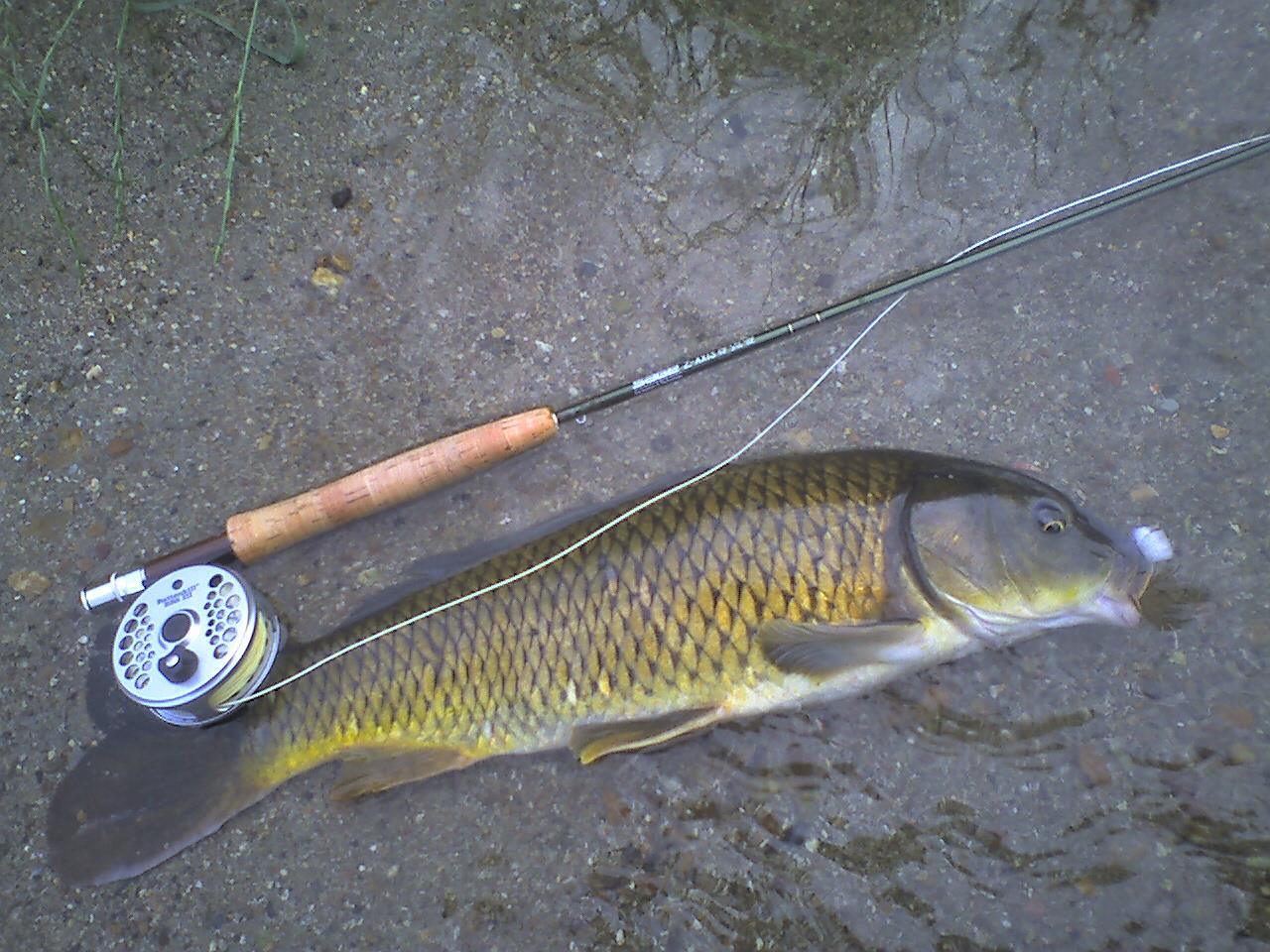 Nice Carp :) - carpflyfishing.jpg